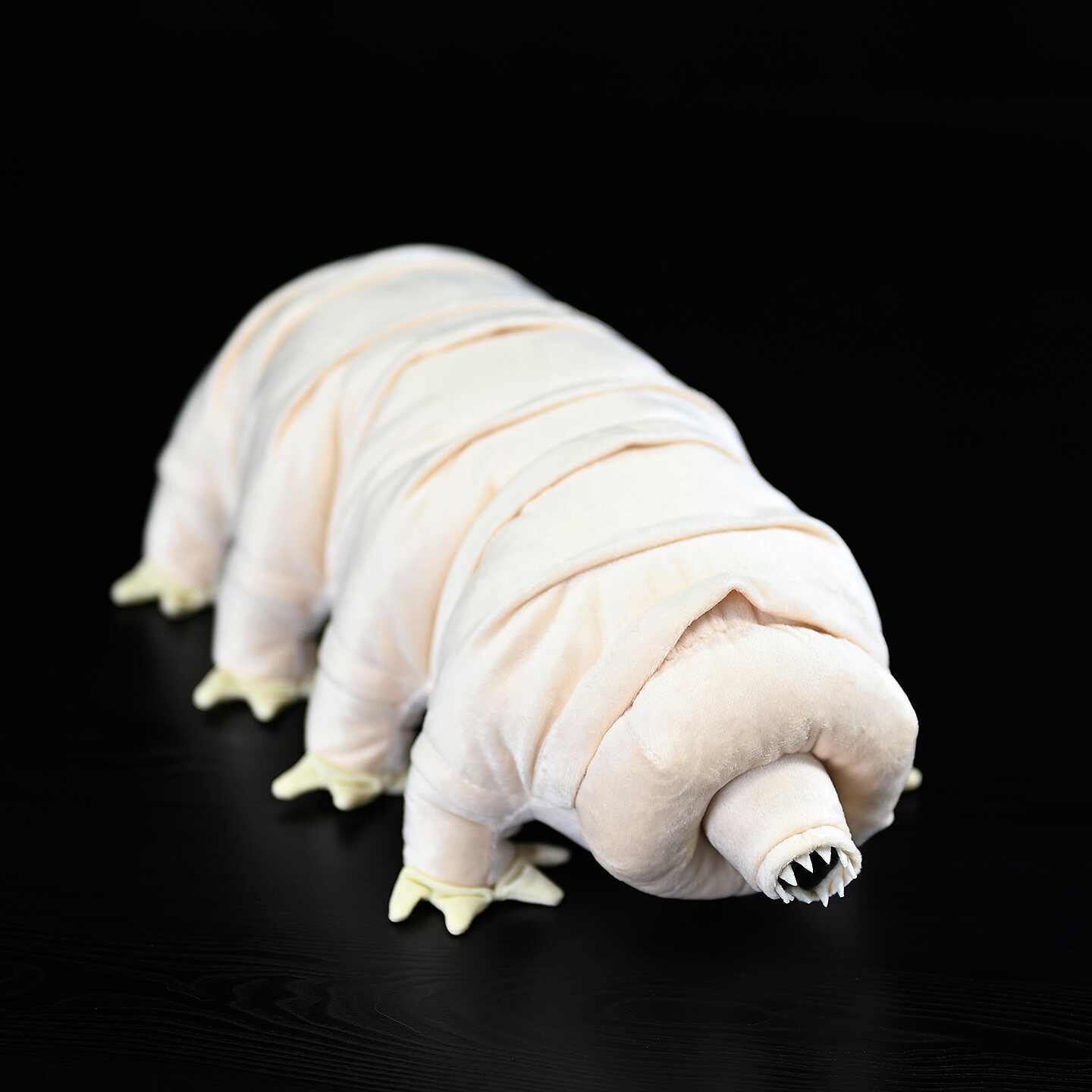 32 cm Water bear (tardigrade) on a black background